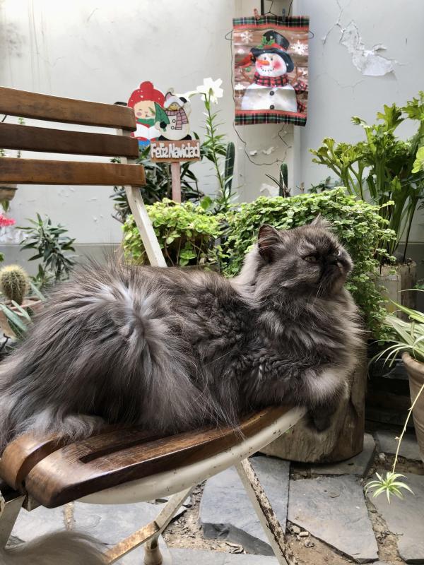 Carlota of the luzcas1106 family