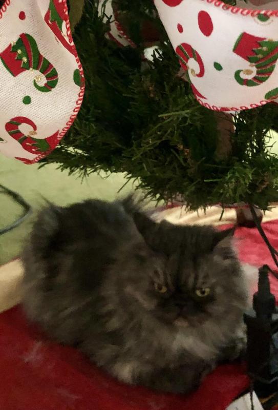 luzcas1106 uploaded   136  day/s  ago