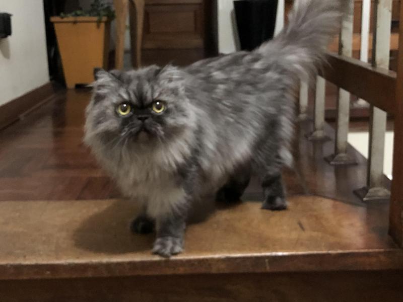 luzcas1106 uploaded   1 year/s ago