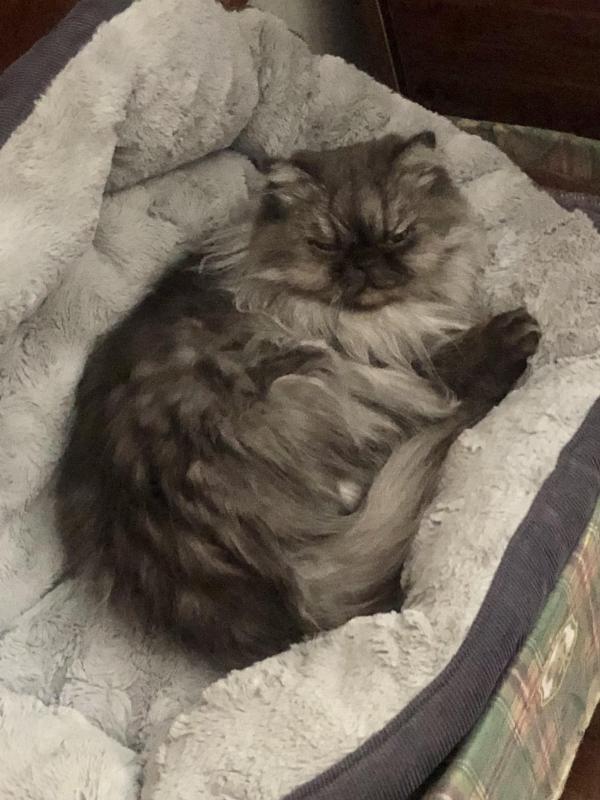 luzcas1106 uploaded   314  day/s  ago