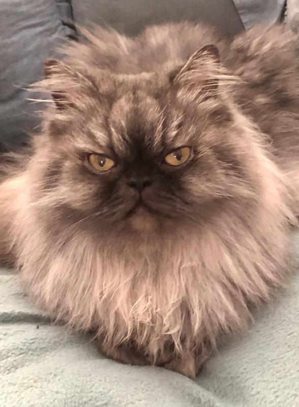 luzcas1106 uploaded   252  day/s  ago