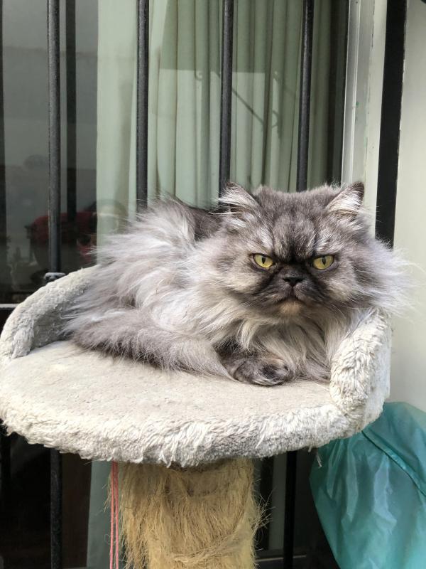 luzcas1106 uploaded   273  day/s  ago