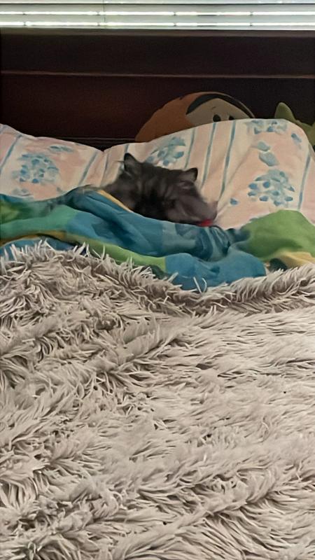 luzcas1106 uploaded   298  day/s  ago