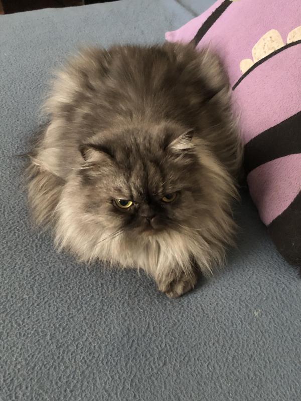 luzcas1106 uploaded   263  day/s  ago