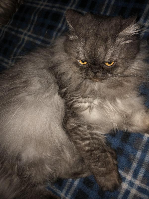 luzcas1106 uploaded   222  day/s  ago