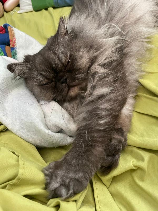 luzcas1106 uploaded   214  day/s  ago