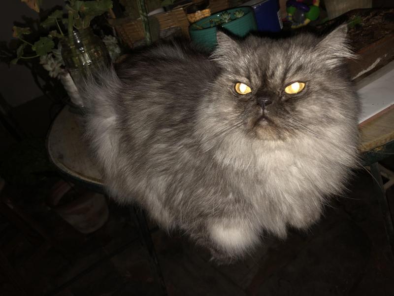 luzcas1106 uploaded   1 year/s ago