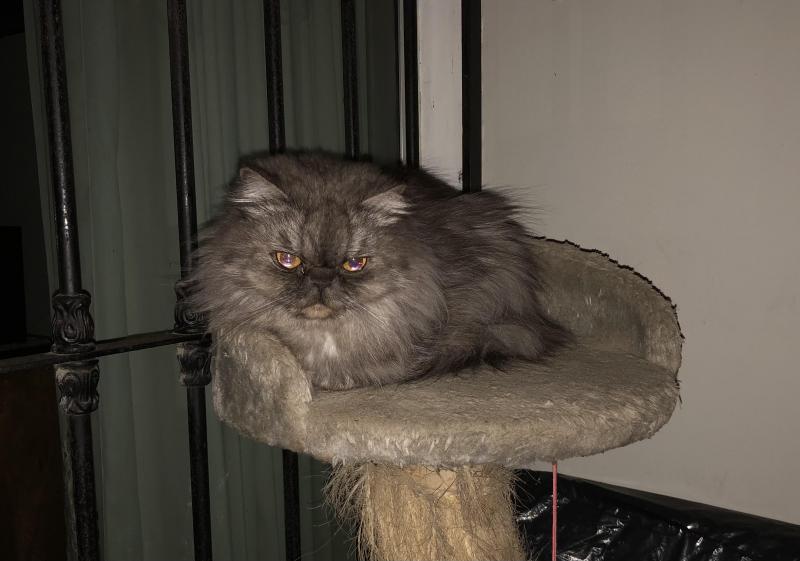 luzcas1106 uploaded   192  day/s  ago