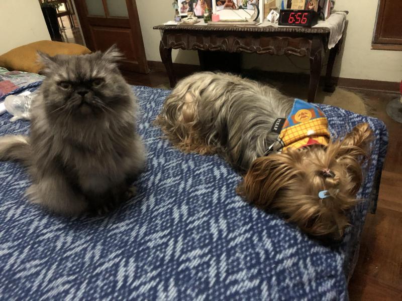 luzcas1106 uploaded   186  day/s  ago