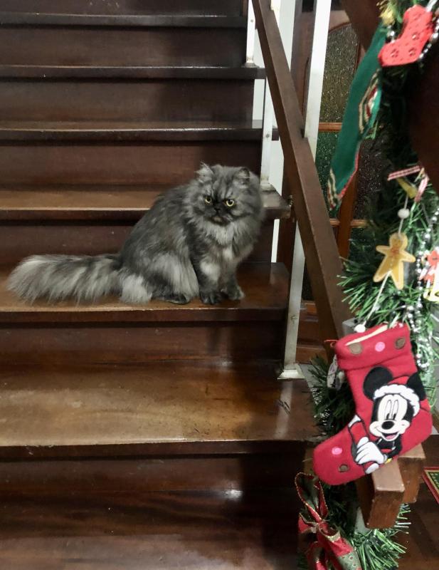 luzcas1106 uploaded   147  day/s  ago