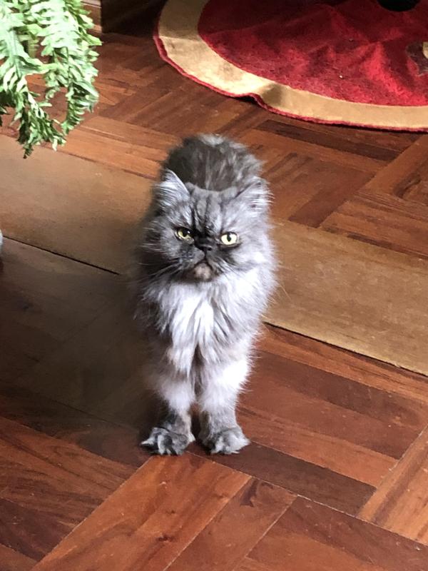 luzcas1106 uploaded   131  day/s  ago