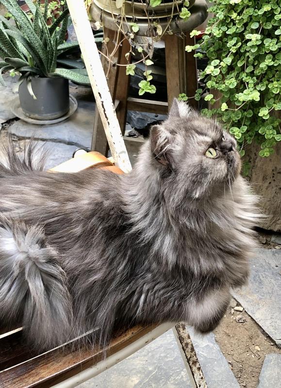 Carlota of the luzcas1106 family