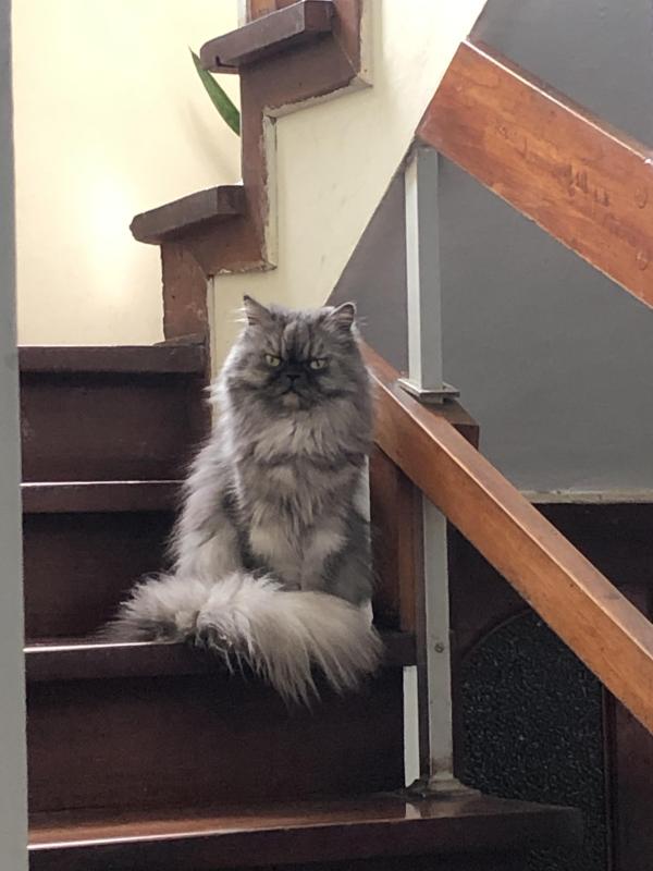 luzcas1106 uploaded   136  day/s  ago