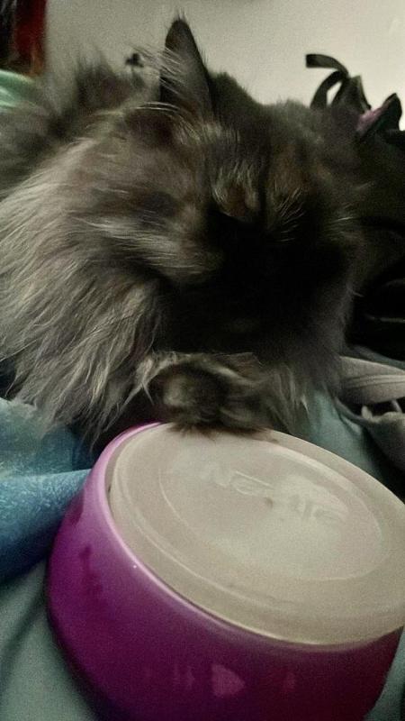 luzcas1106 uploaded   314  day/s  ago