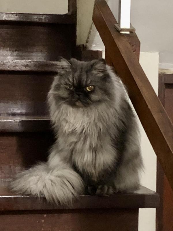 luzcas1106 uploaded   252  day/s  ago