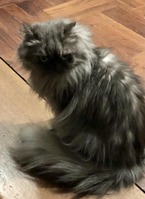 luzcas1106 uploaded   279  day/s  ago