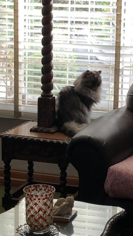 luzcas1106 uploaded   273  day/s  ago