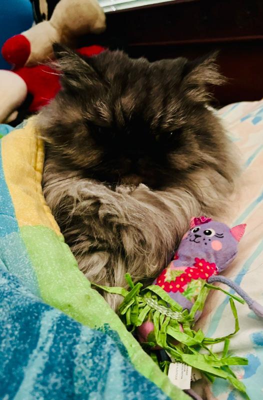 luzcas1106 uploaded   298  day/s  ago