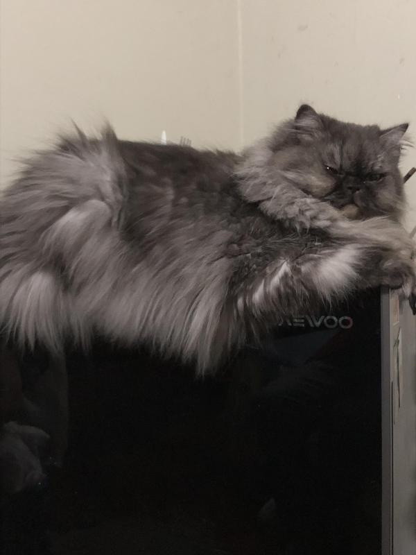 luzcas1106 uploaded   263  day/s  ago