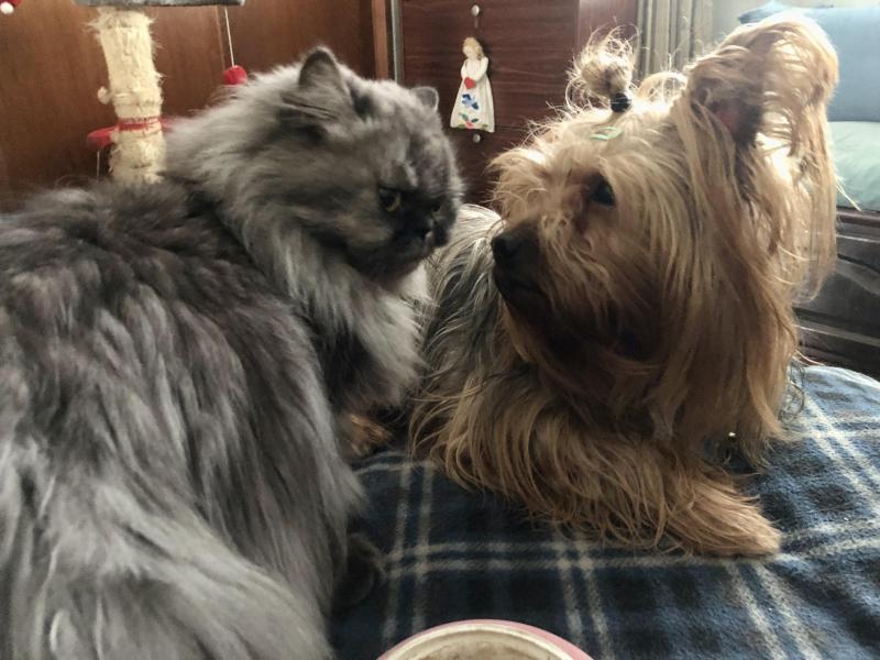 luzcas1106 uploaded   222  day/s  ago