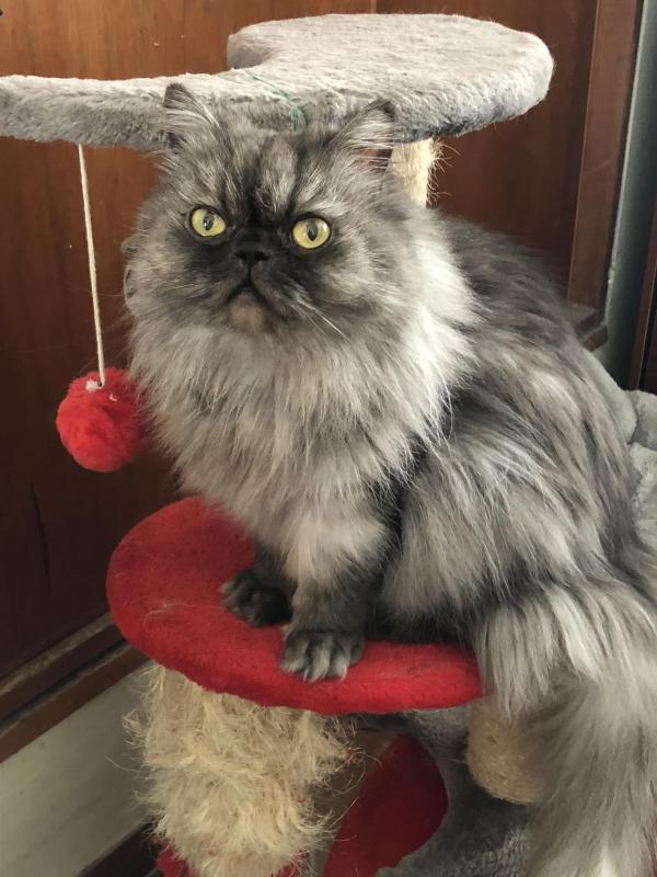 luzcas1106 uploaded   141  day/s  ago