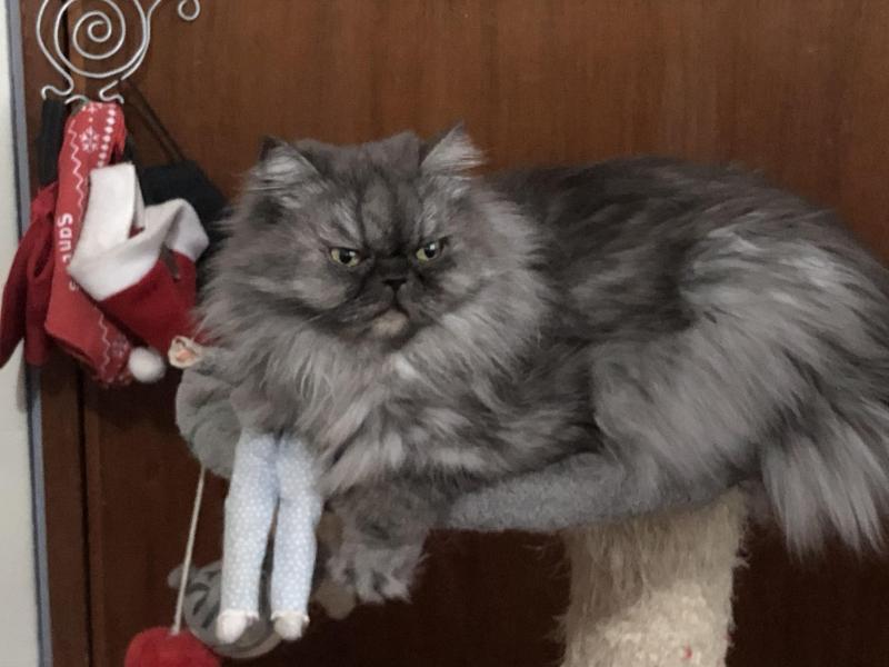 luzcas1106 uploaded   192  day/s  ago