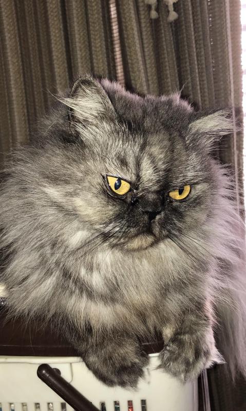 luzcas1106 uploaded   186  day/s  ago