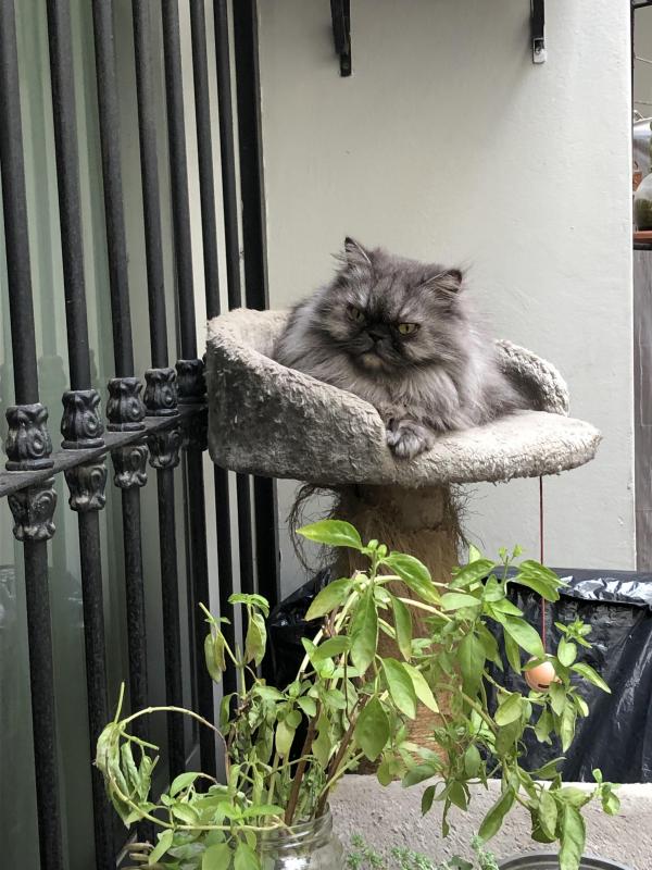 luzcas1106 uploaded   197  day/s  ago