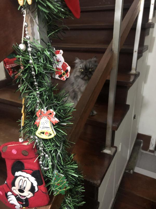 luzcas1106 uploaded   147  day/s  ago