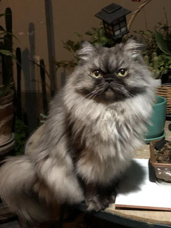 luzcas1106 uploaded   1 year/s ago