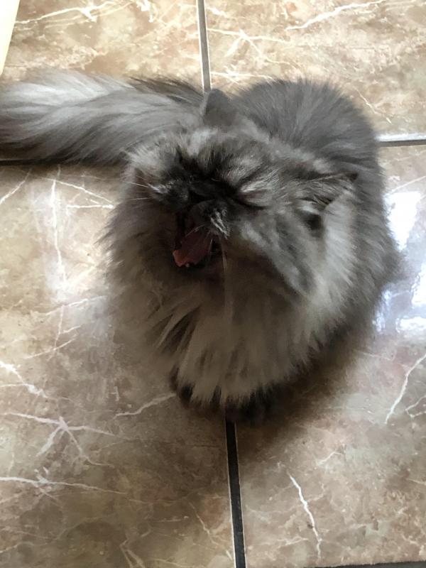 luzcas1106 uploaded   1 year/s ago