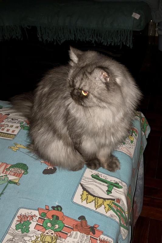 luzcas1106 uploaded   1 year/s ago