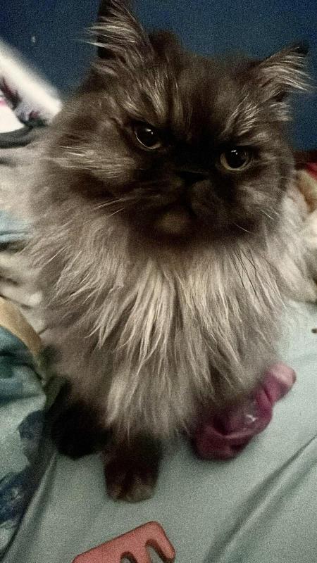 luzcas1106 uploaded   314  day/s  ago