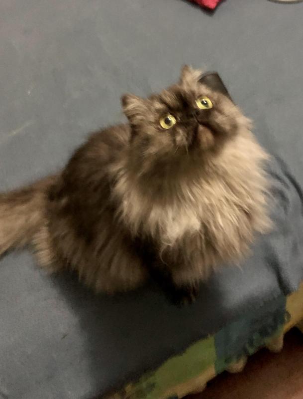 luzcas1106 uploaded   328  day/s  ago