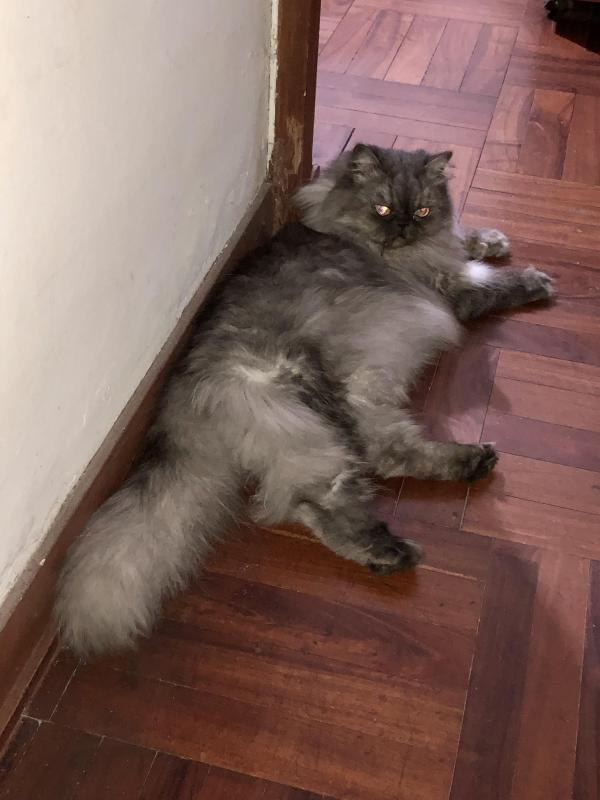 luzcas1106 uploaded   273  day/s  ago