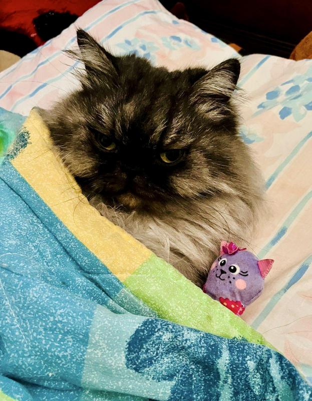 luzcas1106 uploaded   298  day/s  ago