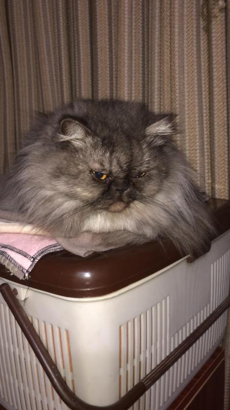 luzcas1106 uploaded   263  day/s  ago