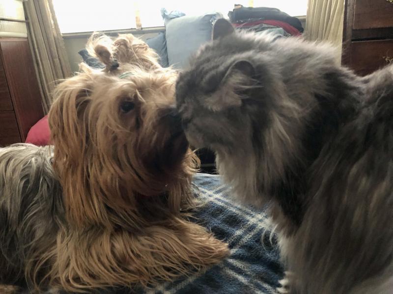 luzcas1106 uploaded   222  day/s  ago