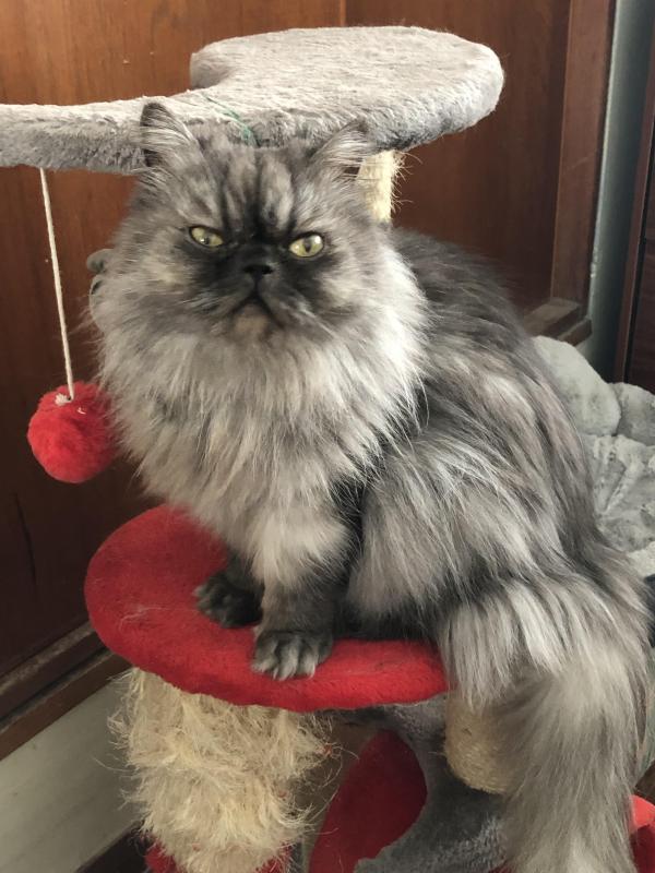 luzcas1106 uploaded   214  day/s  ago