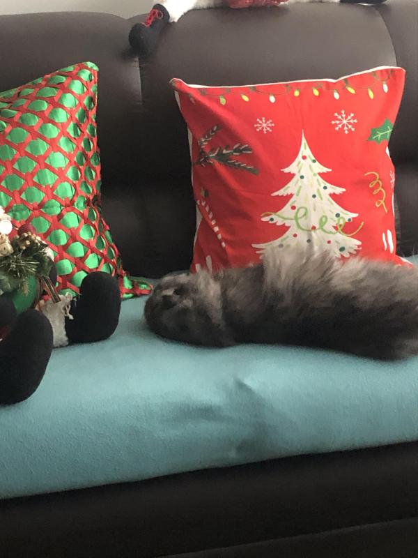 luzcas1106 uploaded   147  day/s  ago