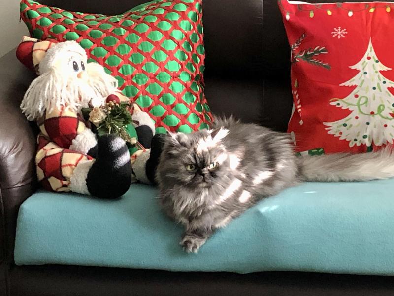 luzcas1106 uploaded   136  day/s  ago