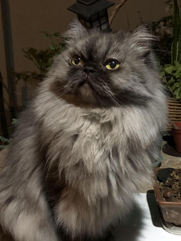 luzcas1106 uploaded   1 year/s ago