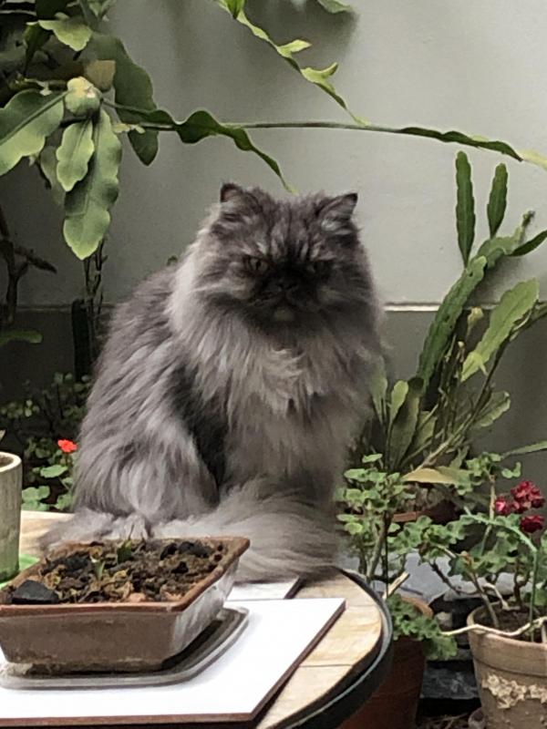 luzcas1106 uploaded   1 year/s ago