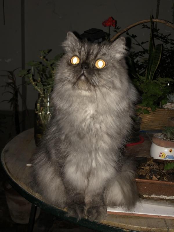 luzcas1106 uploaded   1 year/s ago