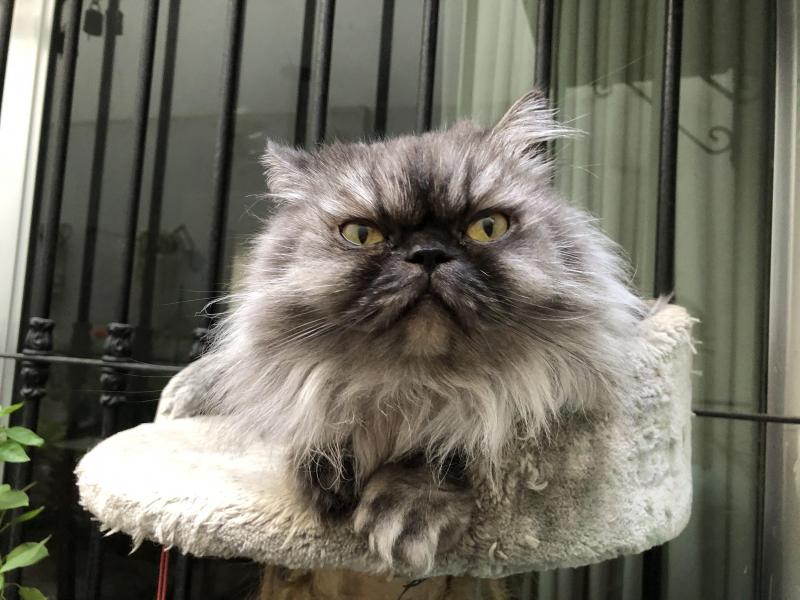 luzcas1106 uploaded   355  day/s  ago