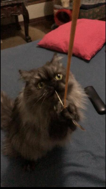 luzcas1106 uploaded   328  day/s  ago