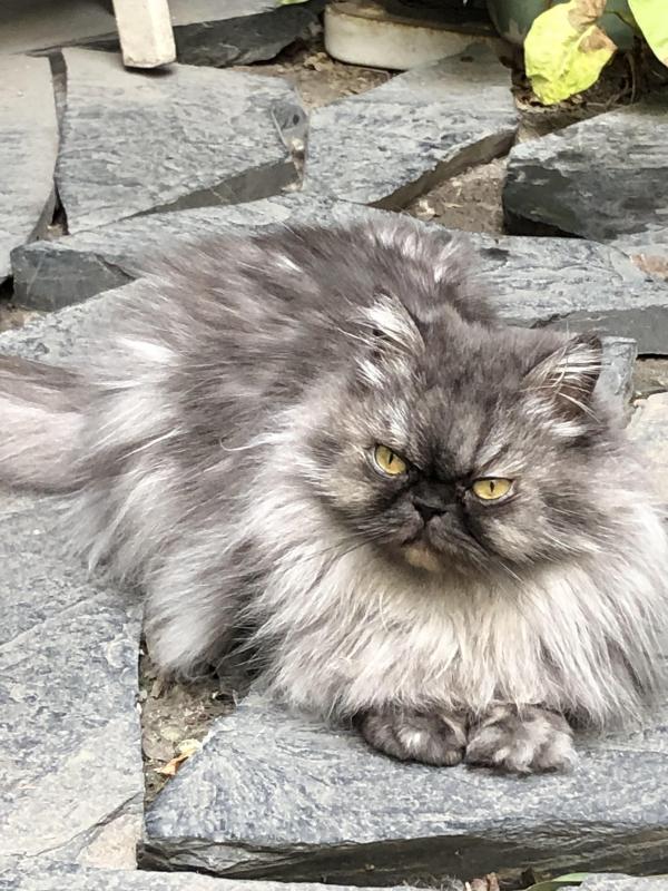 luzcas1106 uploaded   273  day/s  ago