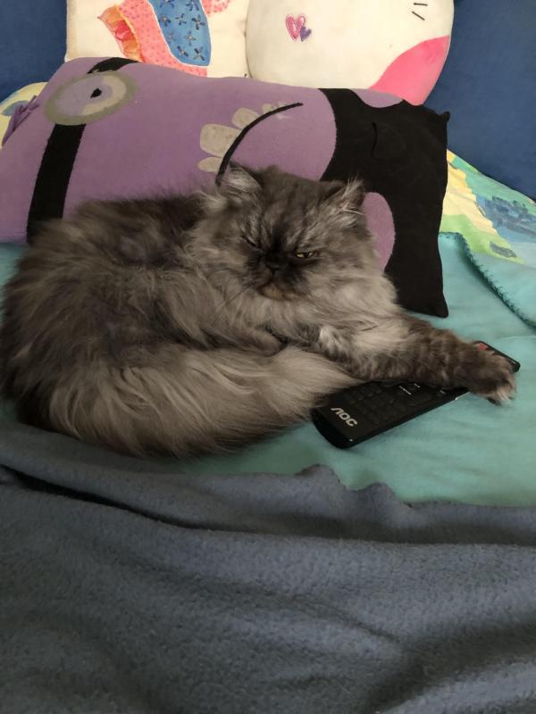 luzcas1106 uploaded   298  day/s  ago