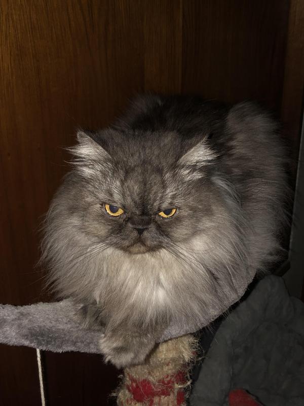 luzcas1106 uploaded   263  day/s  ago