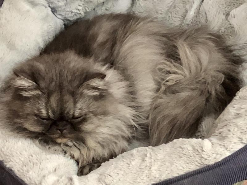 luzcas1106 uploaded   222  day/s  ago